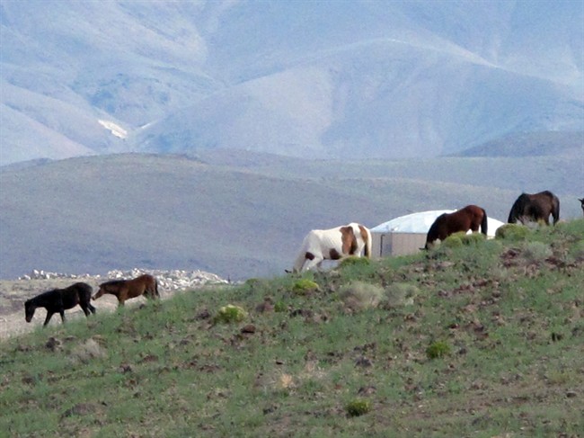 Wild mustangs play on the hills at the Tahoe Reno Industrial Center in Sparks, Nev. Tesla Motors has selected the site in Nevada for a massive, $5 billion factory that it will build to pump out batteries for a new generation of electric cars.