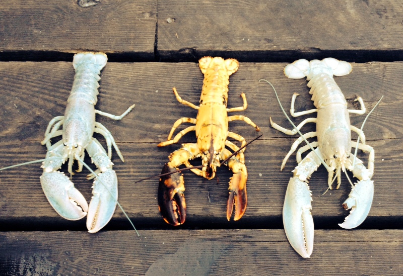 In this photo provided by Owls Head Lobster Company, two rare albino lobsters flank a rare yellow lobster on a deck in Owls Head, Maine, Friday, Sept. 5, 2014. 