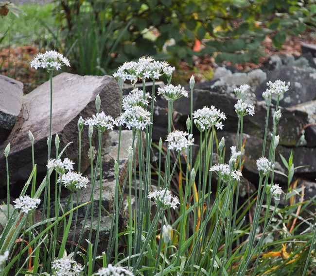 Garlic chives ornamental tasty sometimes weedy