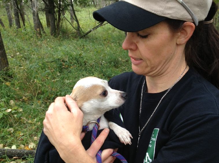 Alberta animal rescue group asks for help finding dogs after crash