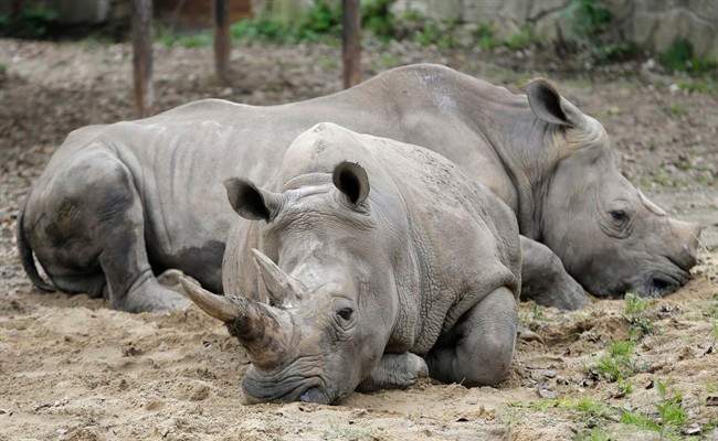 Wildlife populations plummet for 3000 species
