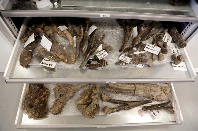 bones from a Dreadnaughtus schrani are displayed at a lab at Drexel University in Philadelphia.