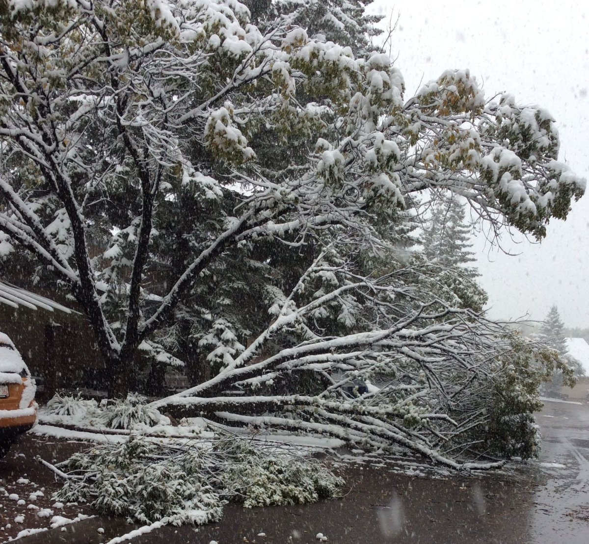 Disappointed Calgarians suffer through first snowfall Calgary