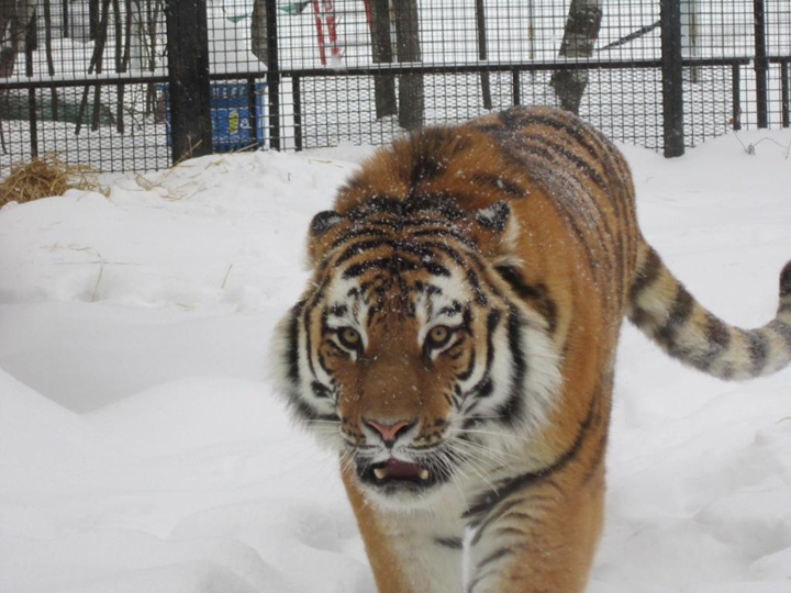 Samkha, Assiniboine Park Zoo Amur (Siberian) tiger