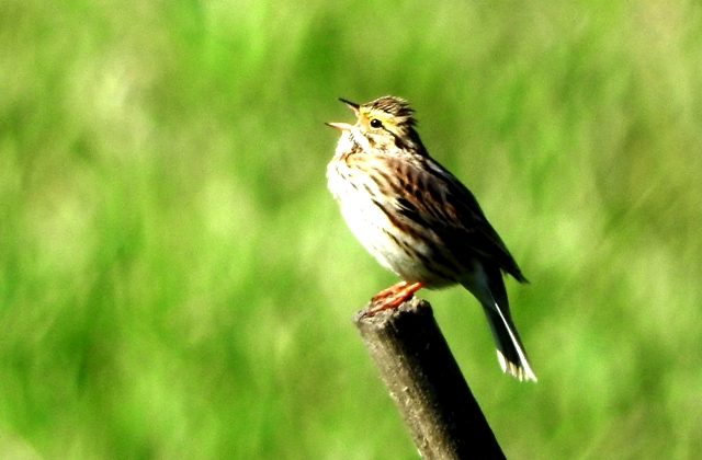 Savannah Sparrow - Claude Rioux.