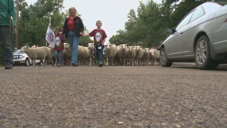 In what has become an annual tradition, the City of Fort Saskatchewan say good-bye to a herd of sheep hired every summer to trim the community's grass, Monday, September 1, 2014. 
