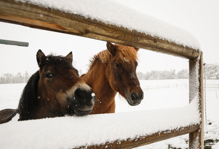 File image of horses in the snow.
