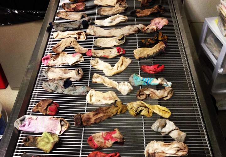 Vet removes nearly 44 socks from dog - image