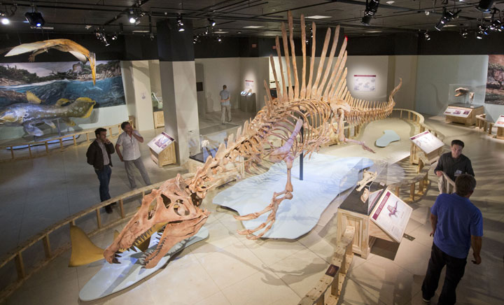 A 50-foot life-size model of a Spinosaurus dinosaur at the National Geographic Society in Washington, D.C.