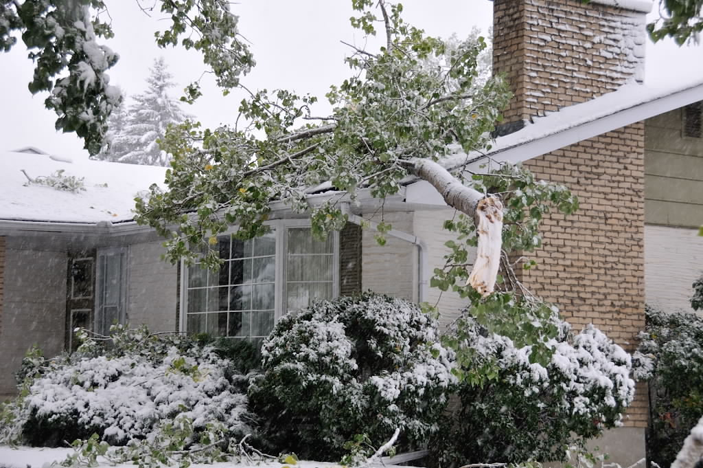 A tree went through Stan Kwasniowski's home in Willow Park.