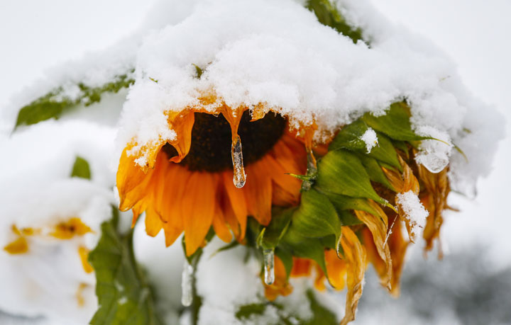 Why the rest of Canada is glad they don’t live in Alberta right now - image