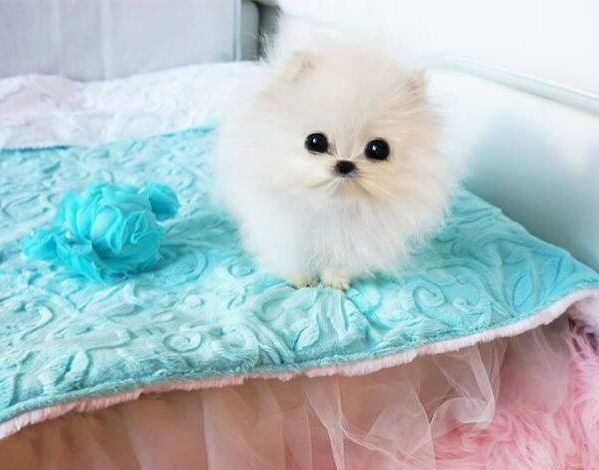 'Mr. Amazing', Paris Hilton's newest pet.