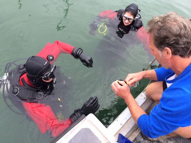 Underwater cleanup takes place in Vancouver - BC | Globalnews.ca