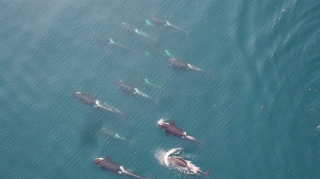  A remote undersea glider equipped with acoustic sensors is patrolling deep water canyons off the west coast of Vancouver Island in a bid to set up a traffic alert system to prevent large ships from crashing into whales.