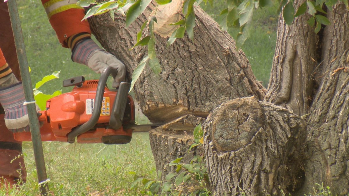 The Ministry of Parks ended up cutting only one limb off of a popular Regina Beach tree.