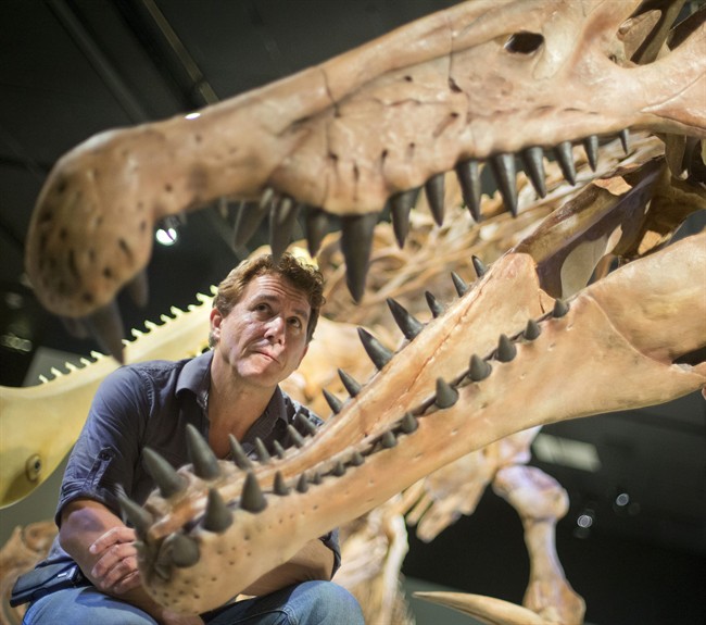 University of Chicago Paleontologist Paul C. Sereno looks inside the jaws of a 50-foot life-size model of a Spinosaurus dinosaur at the National Geographic Society exhibit in Washington, Wednesday, Sept. 10, 2014. 