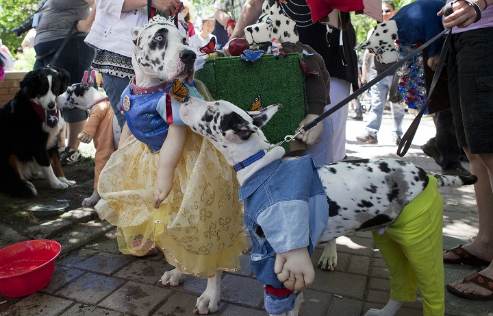 People attend the 2013 Woofstock event with their dogs in Toronto,  June 9, 2013.