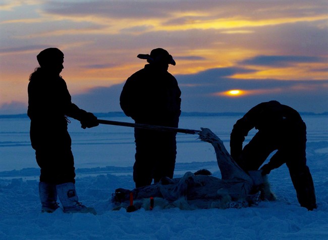 Inuit hunters skin a polar bear on the ice as the sun sets during the traditional hunt on Frobisher Bay near Tonglait, Nunavut, Feb.2, 2003. 