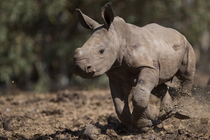 Rare northern white rhino dies in Africa as population dwindles