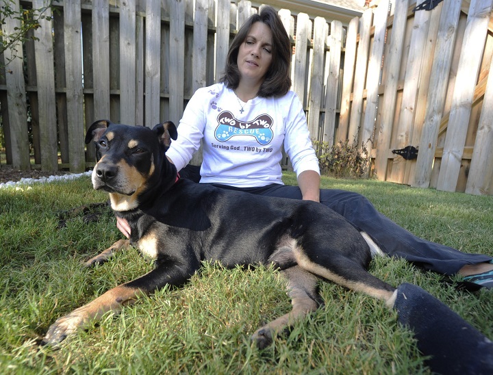 Lazarus, a mixed-breed dog who survived a euthanasia attempt and a car accident, sits by his new owner, Jane Holston, in Helena, Ala., on Wednesday, Oct. 1, 2014.
