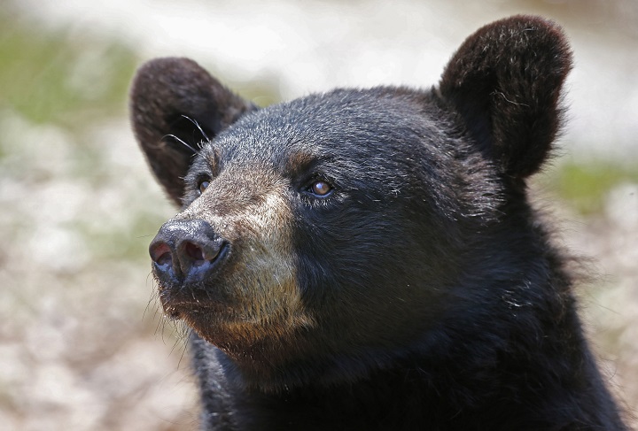 In this July 25, 2014 file photo, a black bear in captivity waits for visitors to throw food into his pen at the the Maine Wildlife Park in Gray, Maine.