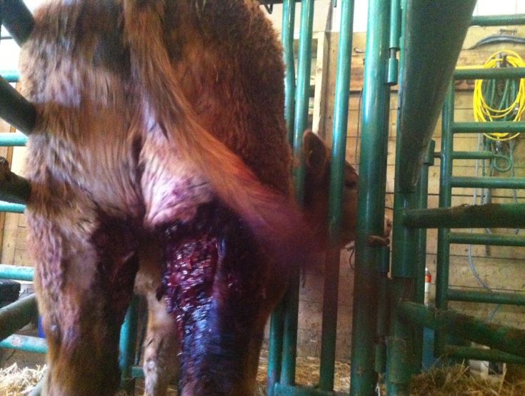 One cow that survived what farmers believe is a wolf attack on the Blackfoot provincial pasture in May 2014.