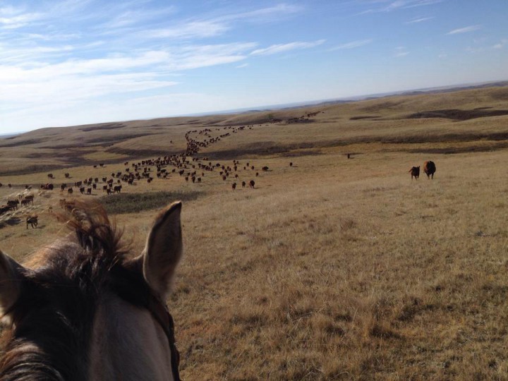 Oct. 28: This Your Saskatchewan photo was taken by Lois Howes of fall grazing near Kyle.