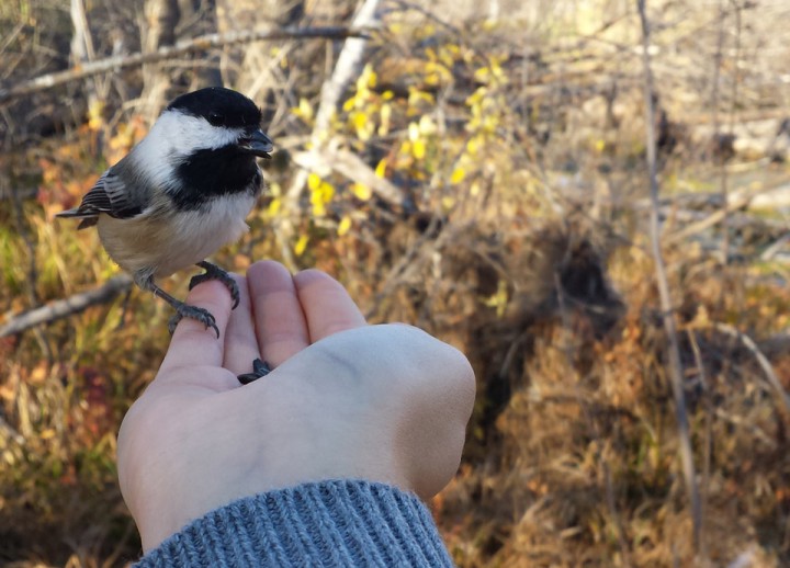 Oct. 29: This Your Saskatchewan photo was taken by Lisa Chavady at Pike Lake Provincial Park.