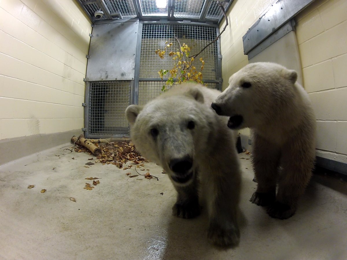 The Assiniboine Park Zoo is housing two polar bear cubs rescued from the Hudson Bay coastline.