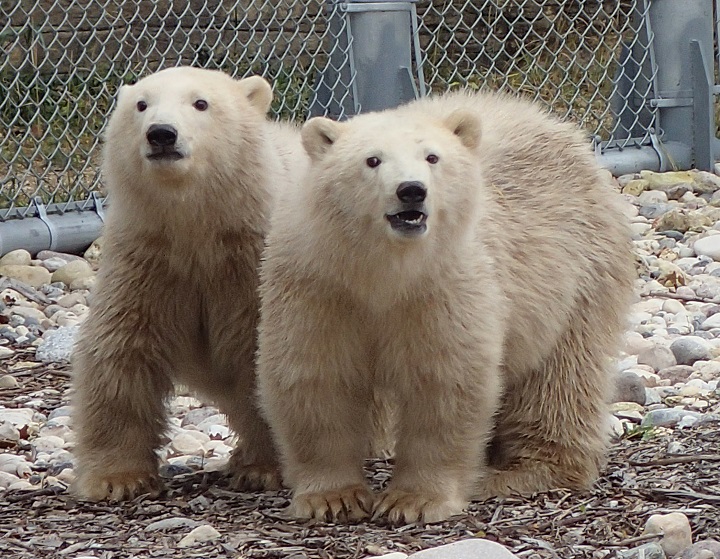 11 month old polar bear cubs to go on public display Friday, Oct, 31.