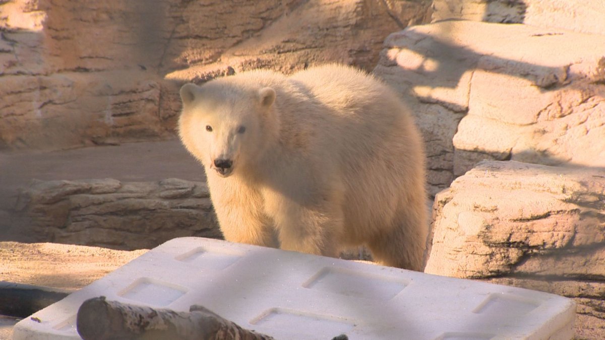 polar bear Assiniboine Park Zoo