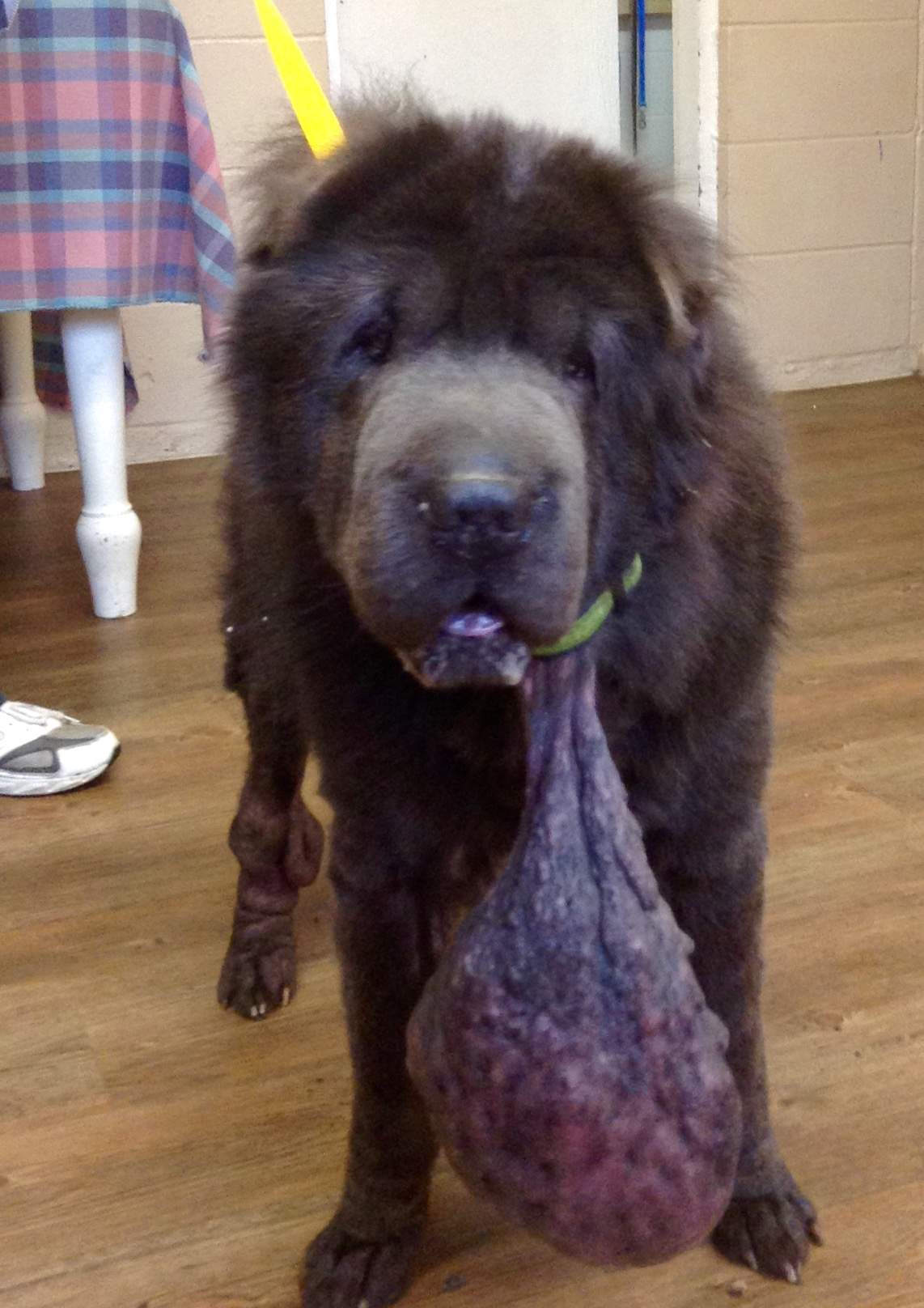 Dog gets surgery to remove cantaloupe-size growth hanging from his neck - image
