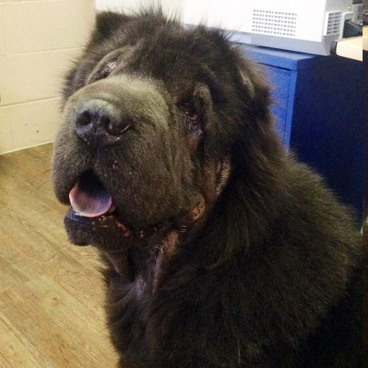 Biggy has had the surgery to remove the growth from his face.