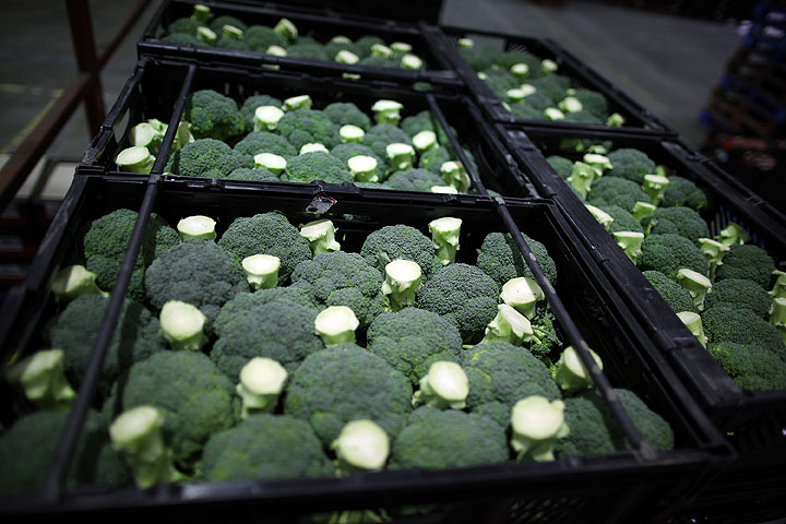 Trays of broccoli await collection.
