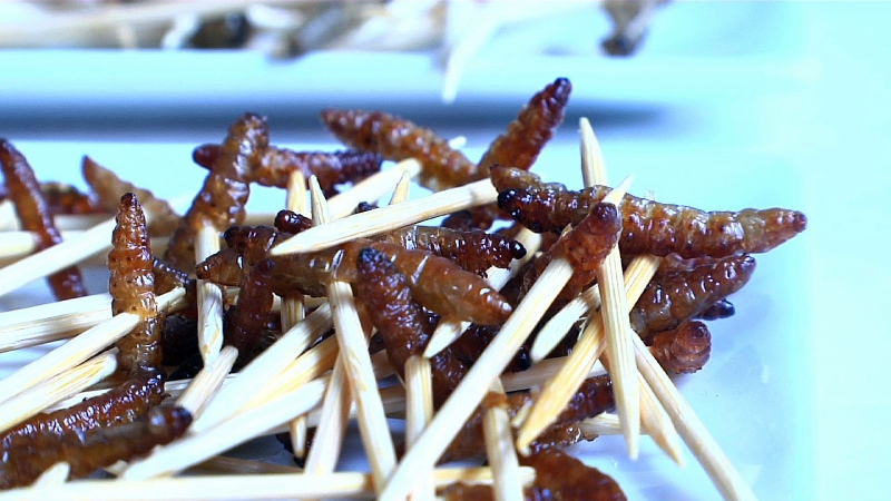This photo shows wax worms on toothpicks for dipping in melted chocolate fountain during a bug feast was served up Saturday, Oct. 11, 2014, at the Audubon Butterfly Garden and Insectarium in New Orleans. (AP Photo/Stacey Plaisance).