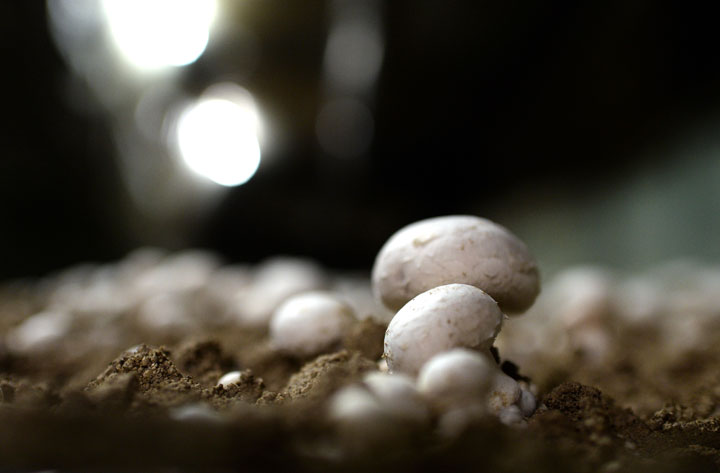 Button mushrooms are pictured on Feb. 27, 2013.