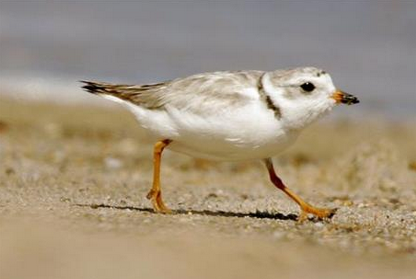 A court fight to protect the piping plover, a bird listed as "threatened" under the federal Endangered Species Act, is holding up a $207 million plan to replenish sand along a 19-mile stretch of shoreline on New York's Fire Island. 