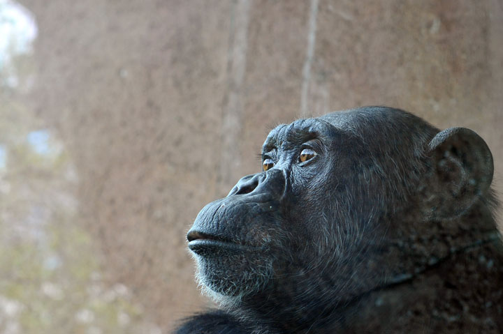 On Wednesday, an appeals court will hear a plea to have chimpanzees declared "persons" rather than "things.".