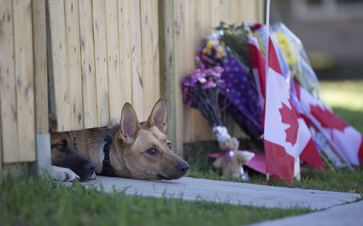 A dog peeks out from under a gate at the Cirillo family home in Hamilton, Ontario near flowers and flags that have been left on Thursday, Oct. 23, 2014.