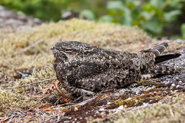 The common nighthawk is an aerial insectivore that is threatened.
