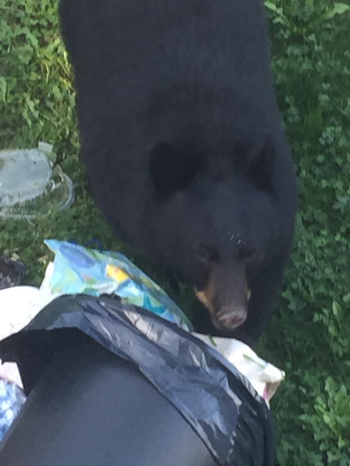 Neighbourhood series: Being bear aware in the Tri Cities - image