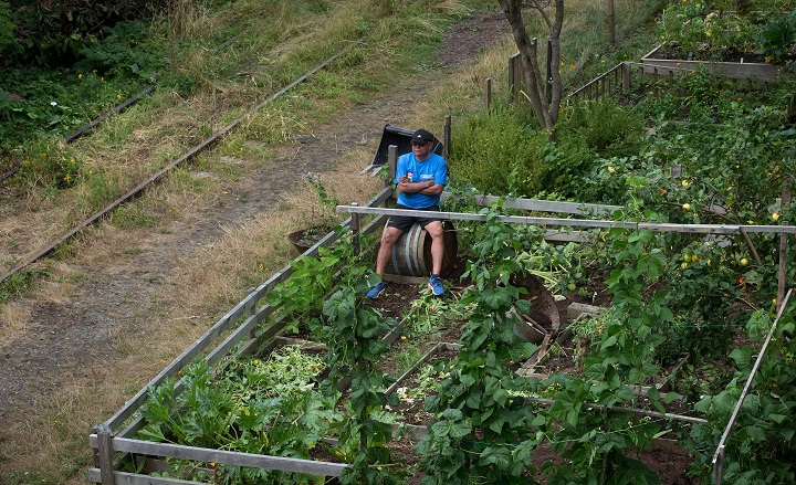 Resident Gerry Oldman watches from his garden as workers destroy and remove other community gardens from a stretch of abandoned CP Rail line before getting to his in Vancouver, B.C., on Thursday August 14, 2014.