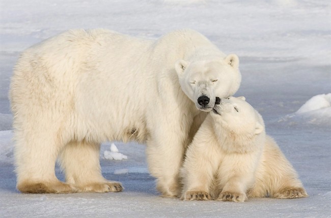 se cub lands role in polar bear flick
