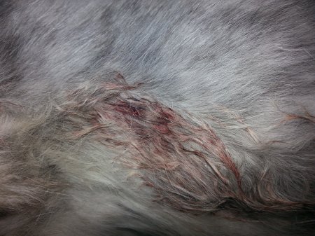 Abbotsford couple want answers after cat shot and killed ...