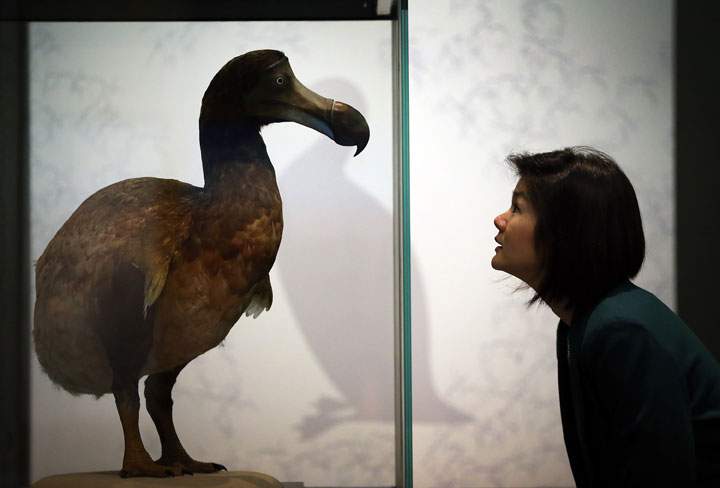 A museum employee looks at a Dodo on display at the ‘Extinction: Not the End of the World?’ exhibition at The Natural History Museum on February 5, 2013 in London, England. The dodo bird went extinct in the last 1600s.