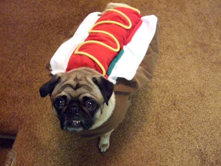 These dogs put your Halloween costumes to shame - National