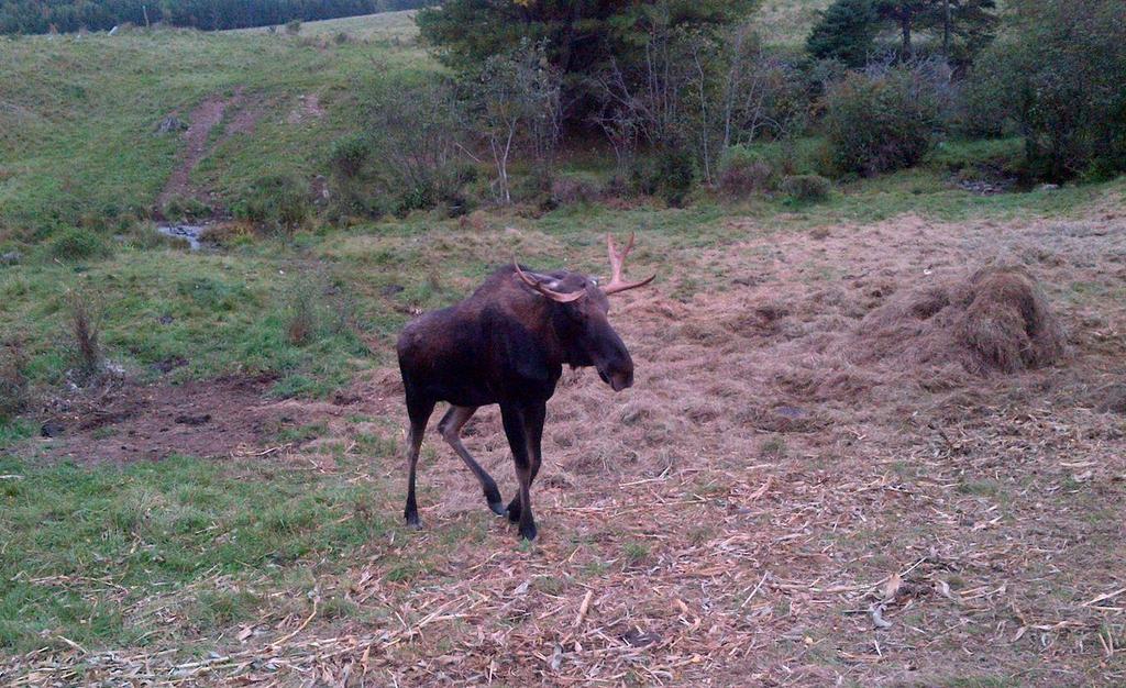 Nova Scotia wildlife officers are seeking public help in identifying poachers who killed an endangered mainland moose.