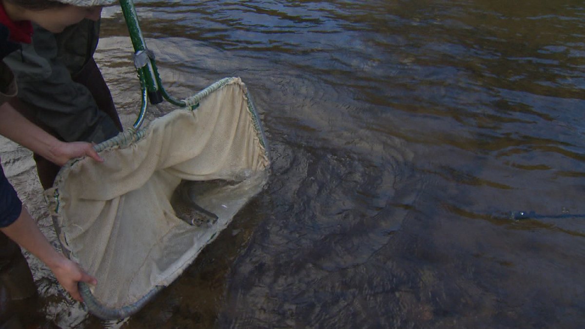 Adult Inner Bay of Fundy Atlantic Salmon are released into a tributary of the Petitcodiac River Thursday.