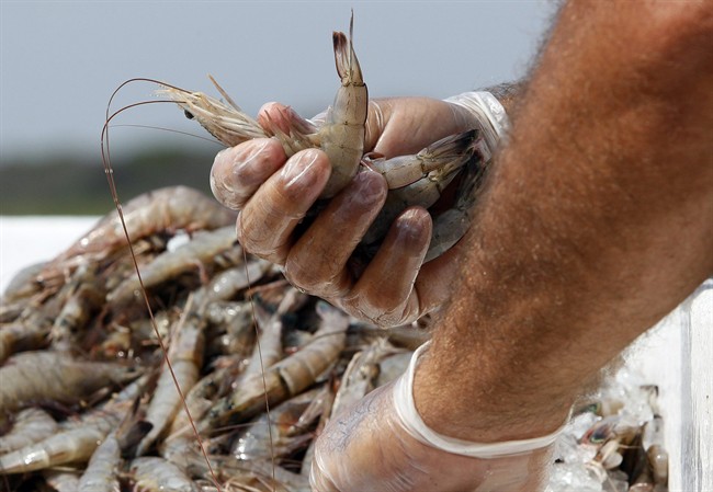 Canadian imports of the sweet, quarter-sized crustaceans are
turning up more in American restaurants and seafood markets since a
ban on fishing for Maine shrimp dried up local sources.