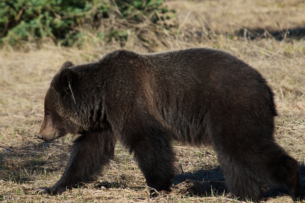 A photo of  a grizzly bear killed on the Trans-Canada Highway on Oct. 27, 2014.